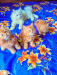 Persian baby for sale
